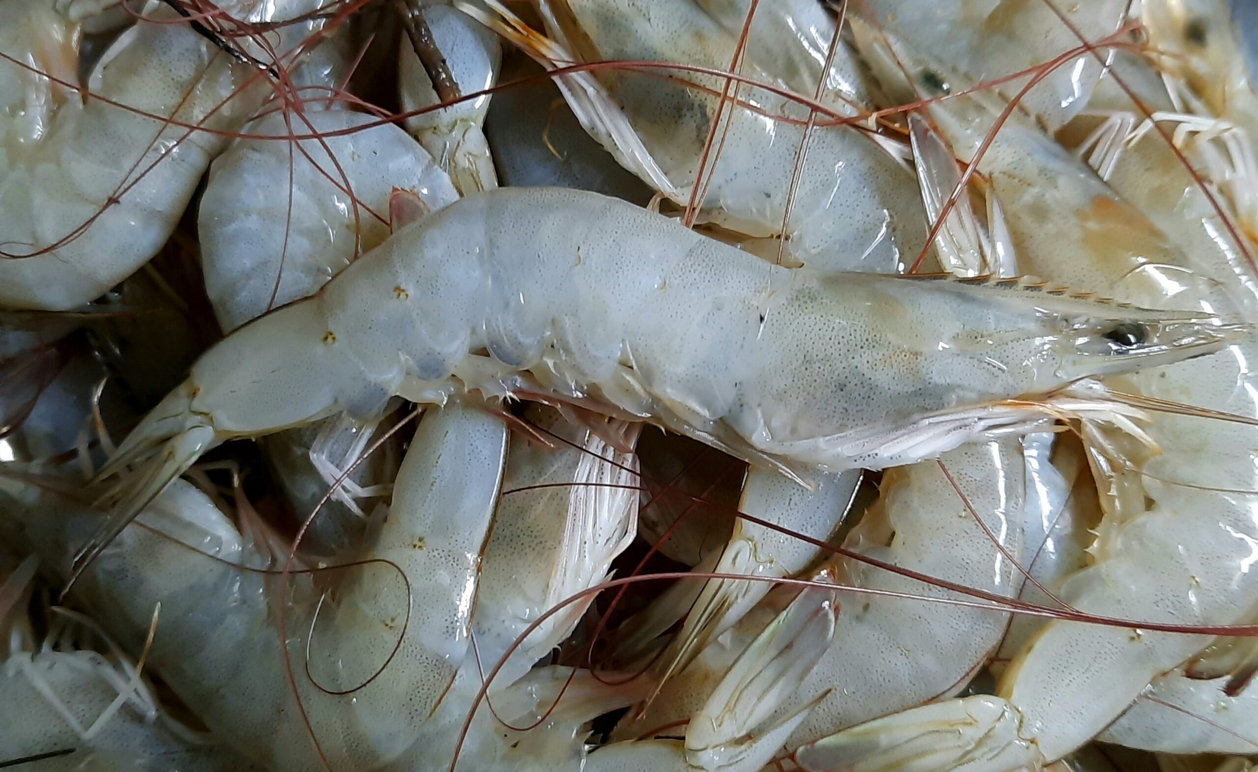 Fresh Frozen Shrimp from Ecuador - Photo Credit:Fotokannan Creative Commons https://commons.wikimedia.org/wiki/File:Pacific_white_shrimp.jpg